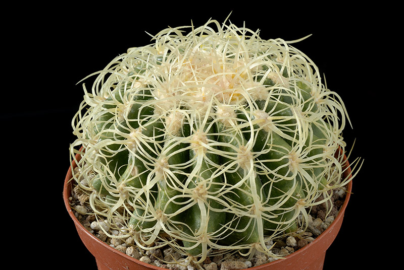 Echinocactus Grusonii cv. tortulispinus D. 9 € 30.00.jpg